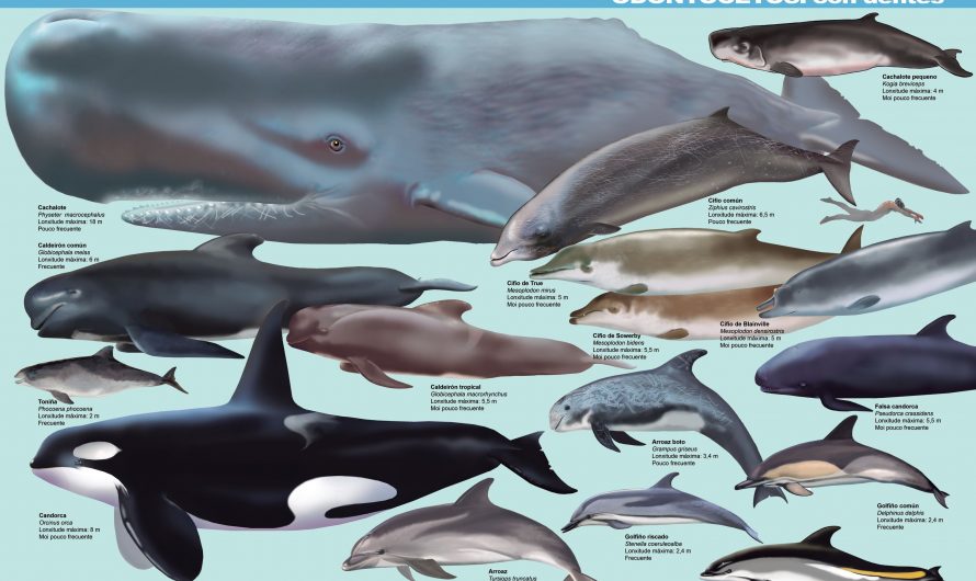 Materiais divulgativos sobre cetáceos
